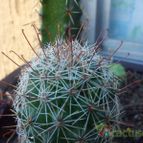 Collecion de bufoner