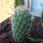 Collecion de bufoner