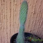 Collecion de bufoner