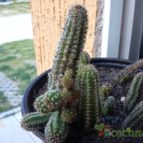 Collecion de bufoner