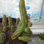 Collecion de bufoner