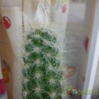 Collecion de bufoner