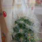 Collecion de bufoner
