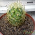 Collecion de bufoner