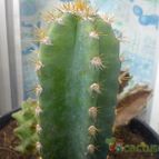 Collecion de bufoner
