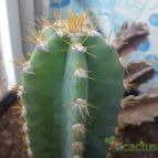 Collecion de bufoner