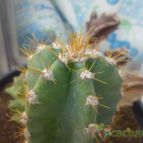Collecion de bufoner