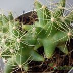 Collecion de bufoner