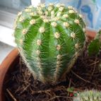 Collecion de bufoner