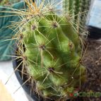 Collecion de bufoner