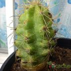 Collecion de bufoner