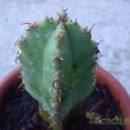 Collecion de bufoner