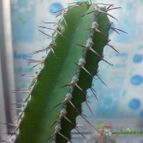 Collecion de bufoner