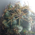 Collecion de bufoner
