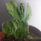 Collecion de bufoner