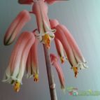 Aloe mcloughlinii  
