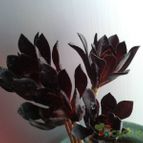 Collecion de bufoner