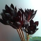 Collecion de bufoner