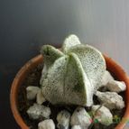Collecion de bufoner