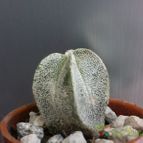 Collecion de bufoner