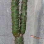 Collecion de cactus