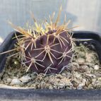 Collecion de cactus
