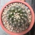 Collecion de cactus
