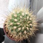 Collecion de cactus