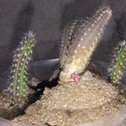 Collecion de cactus