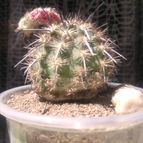 Collecion de cactus