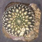 Collecion de cactus