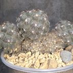 Collecion de cactus