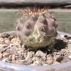 Collecion de cactus