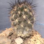 Collecion de cactus