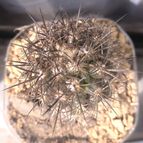 Collecion de cactus