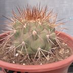 Collecion de cactus