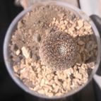 Collecion de cactus
