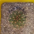 Collecion de cactus