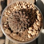 Collecion de cactus