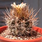Fotografía tomada por cactus