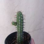 Collecion de cactus123