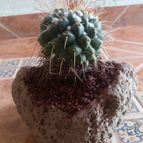Collecion de cactus123