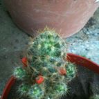 Collecion de cactuseroarg