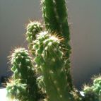 Collecion de cactuseroarg