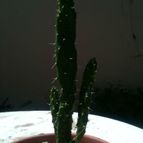 Collecion de cactuseroarg
