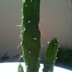 Collecion de cactuseroarg