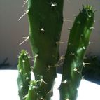 Collecion de cactuseroarg