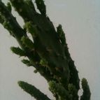 Collecion de cactuseroarg