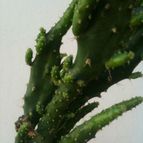 Collecion de cactuseroarg