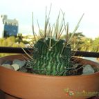 Collecion de cactusorgano